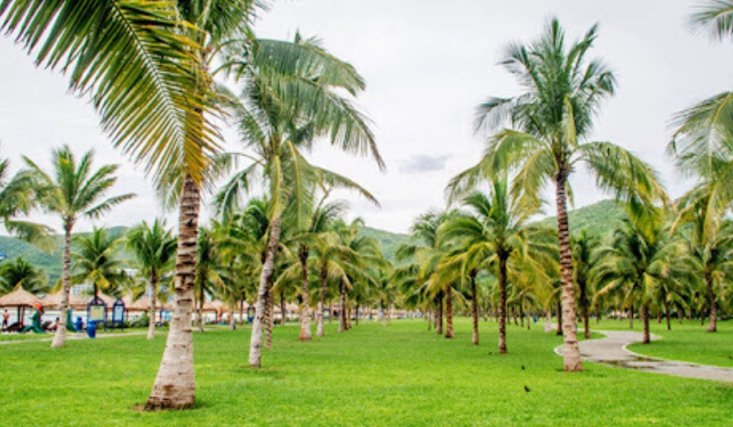 台灣椰子樹 台灣椰子樹
