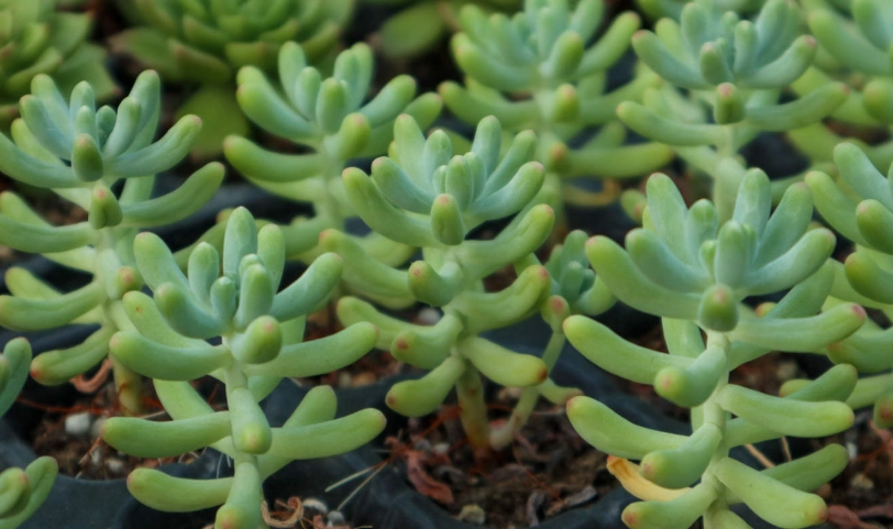 景天科 植物 台灣 景天科 植物 台灣
