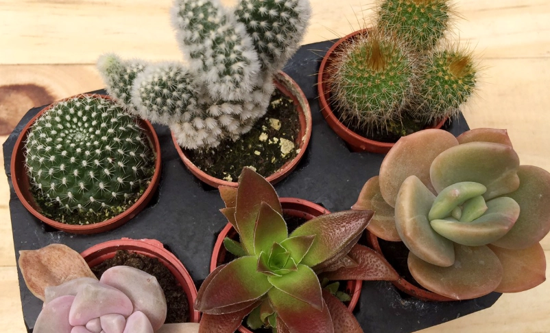 多肉植物照顧