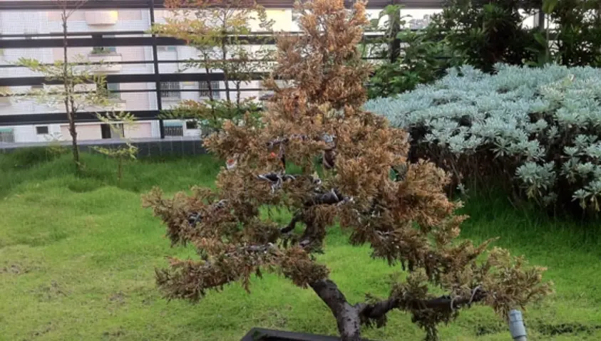 柏樹盆栽修剪 柏樹盆栽修剪