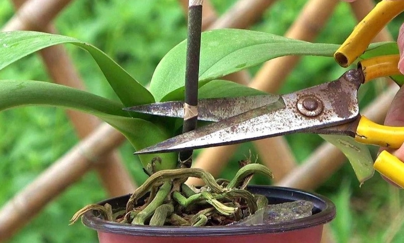 蝴蝶蘭照顧 蝴蝶蘭照顧