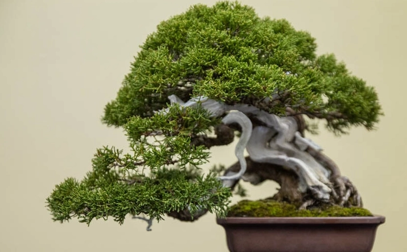 柏樹盆栽修剪 柏樹盆栽修剪