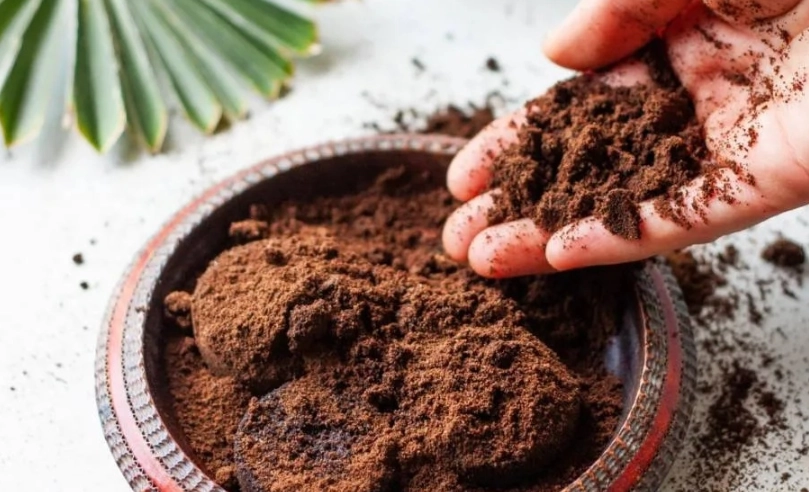 桂花咖啡渣用法