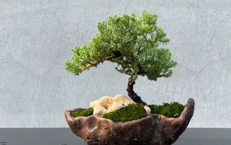 柏樹盆栽修剪 柏樹盆栽修剪