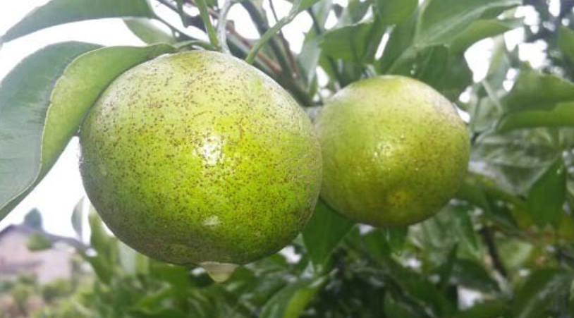 柑橘沙皮病症狀