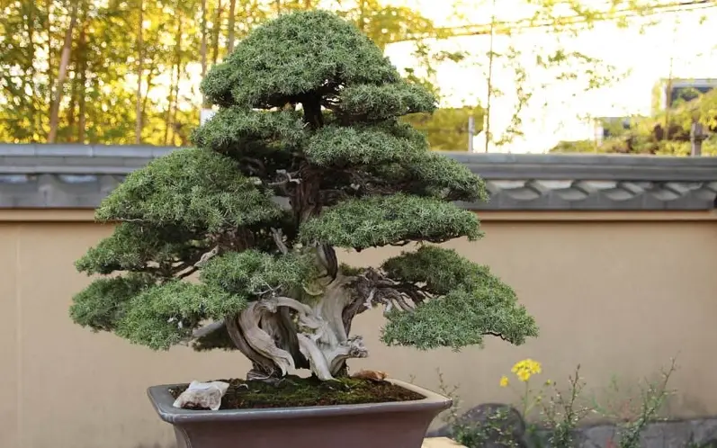 柏樹盆栽枯葉 柏樹盆栽枯葉