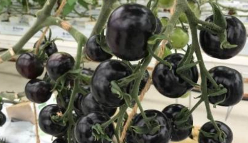 黑柿番茄 黑柿番茄