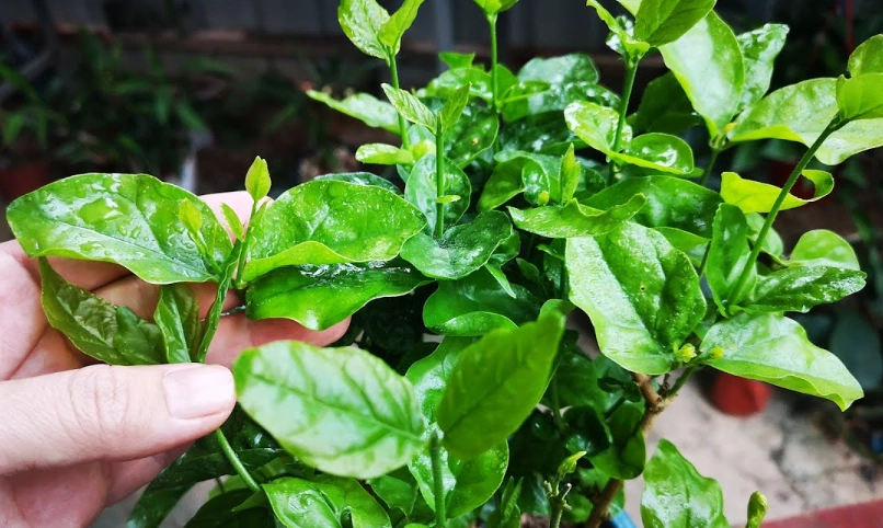 茉莉花葉子捲曲處理