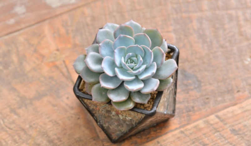 景天科景天屬 種類 景天科景天屬 種類