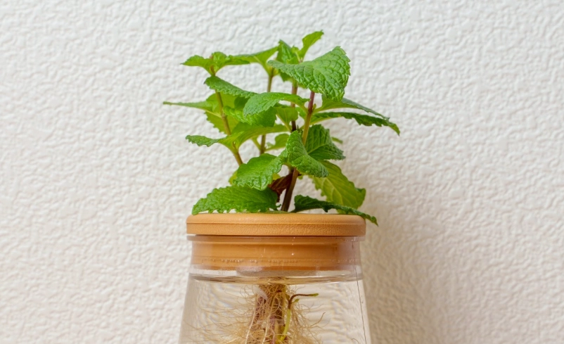 薄荷種植水耕
