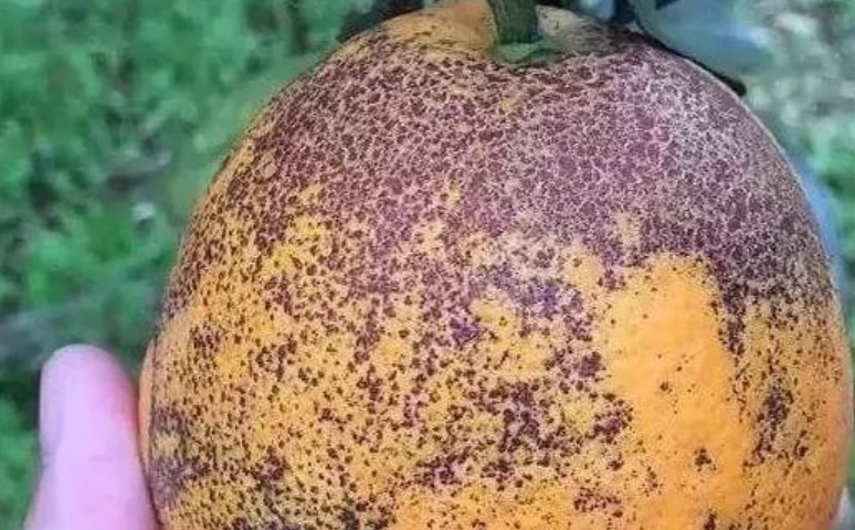 柑橘沙皮病症狀