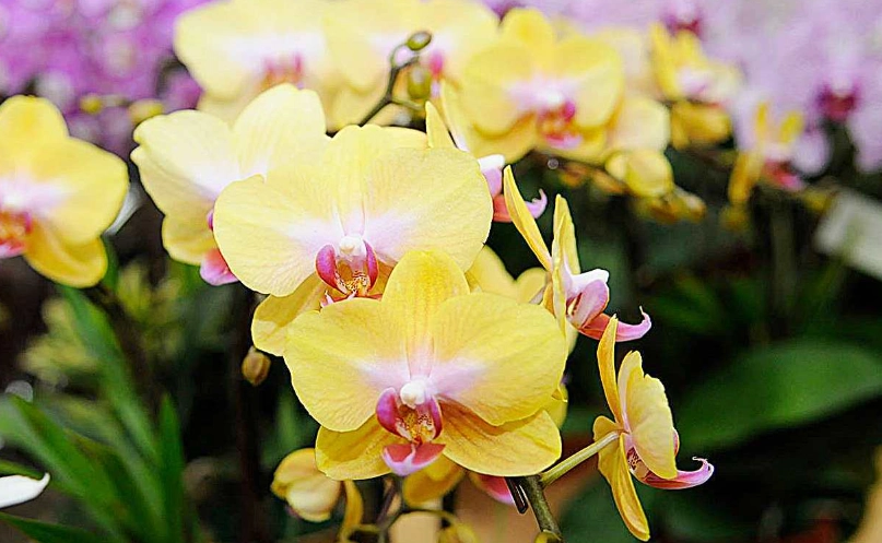 蝴蝶蘭名稱 蝴蝶蘭名稱