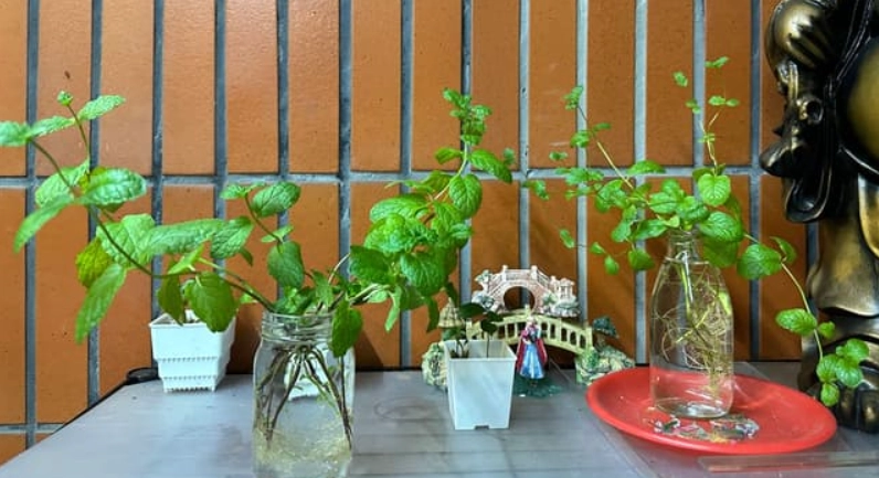 室內水耕種植 室內水耕種植