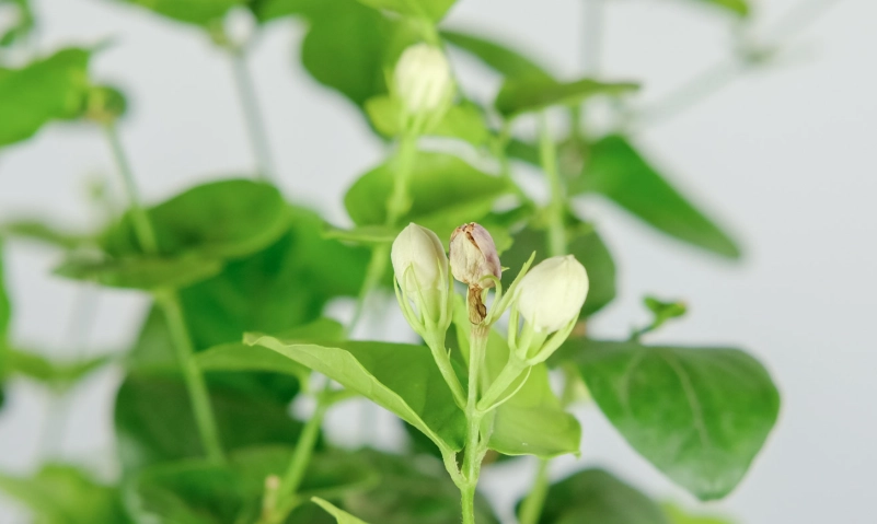 茉莉花葉子捲曲怎麼辦