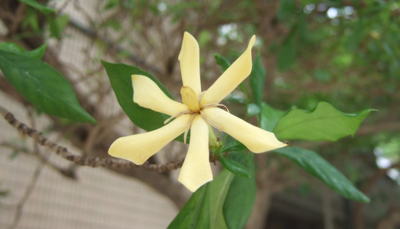 可食用花卉 可食用花卉