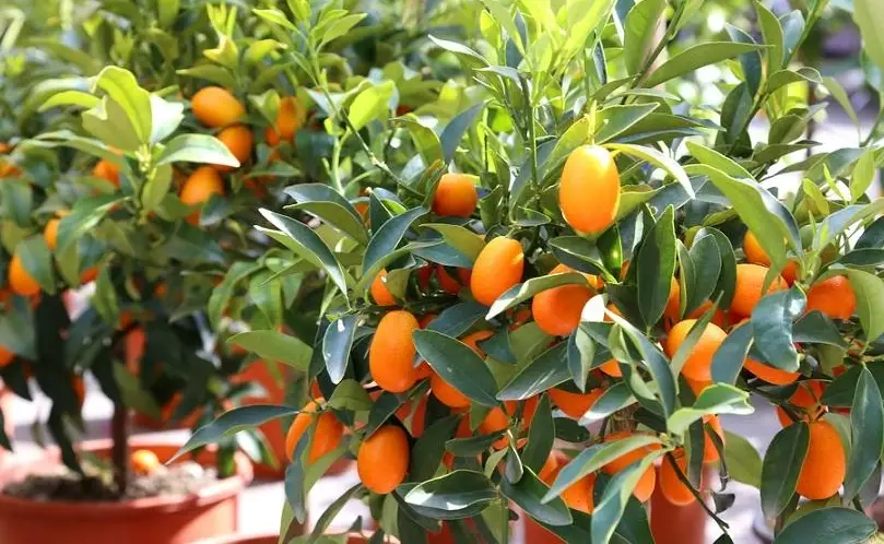 金桔種植 金桔種植