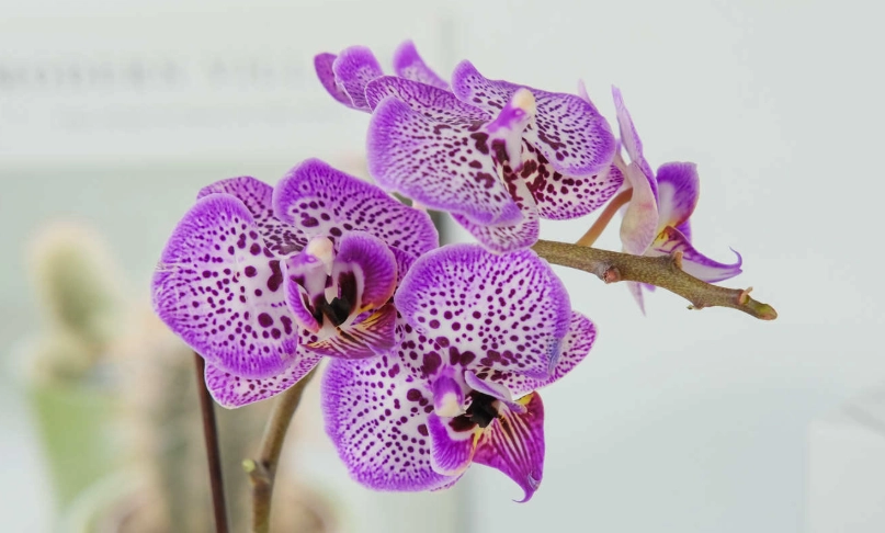 蝴蝶蘭復花 蝴蝶蘭復花