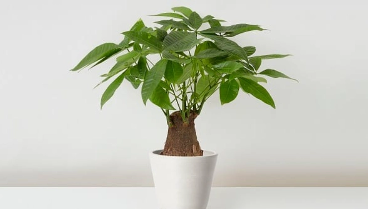 發財樹照顧方法