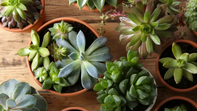 多肉植物推薦