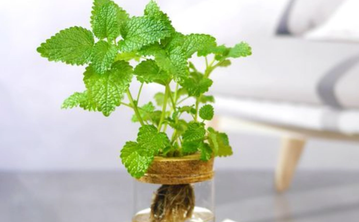 薄荷水耕盆栽 薄荷水耕盆栽