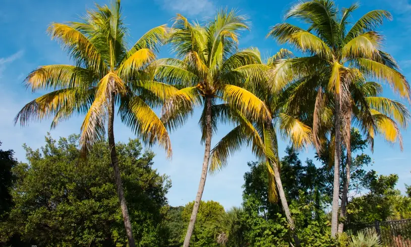 椰子樹種植 椰子樹種植