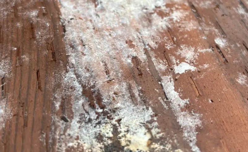木頭發霉處理