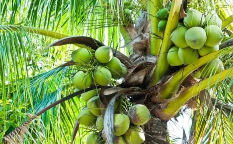 台灣椰子樹 台灣椰子樹