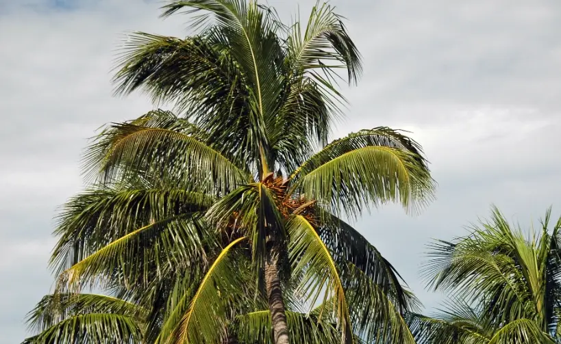 台灣椰子樹 台灣椰子樹