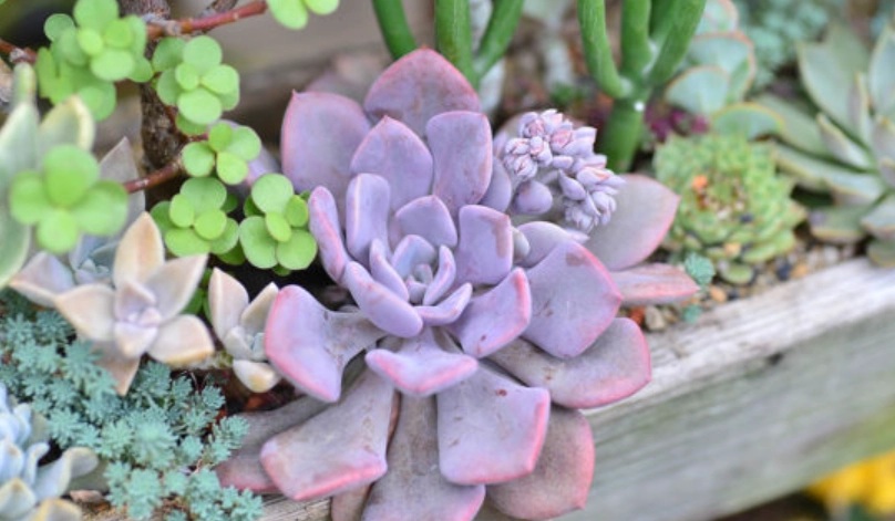 景天科 植物 台灣 景天科 植物 台灣