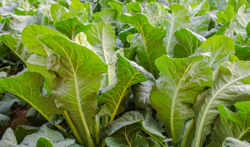 葉子黃了可以吃嗎