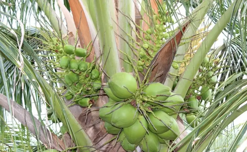 椰子樹種植 椰子樹種植