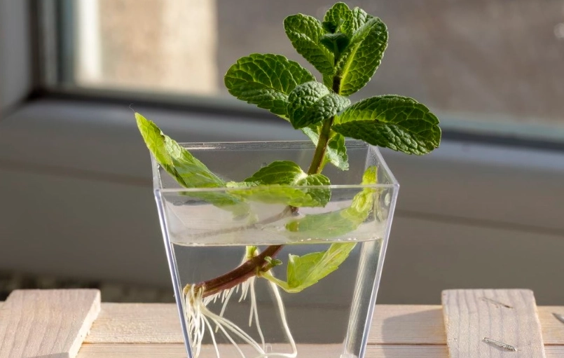 室內水耕種植 室內水耕種植