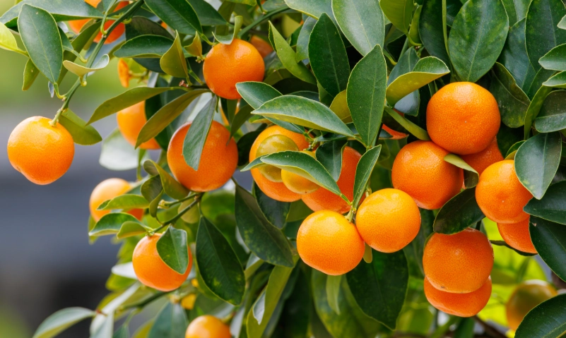 金桔品種 金桔品種