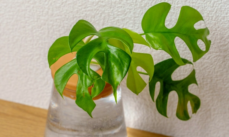 水耕植物照顧 水耕植物照顧