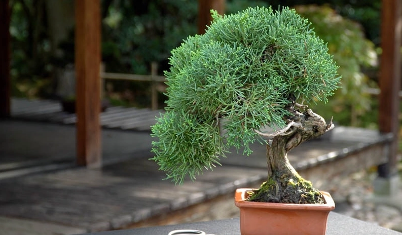 柏樹盆栽枯葉 柏樹盆栽枯葉