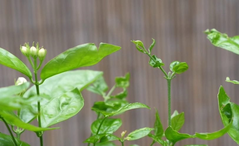 茉莉花葉子捲曲原因