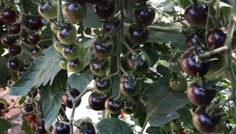 黑柿番茄盆栽種植 黑柿番茄盆栽種植