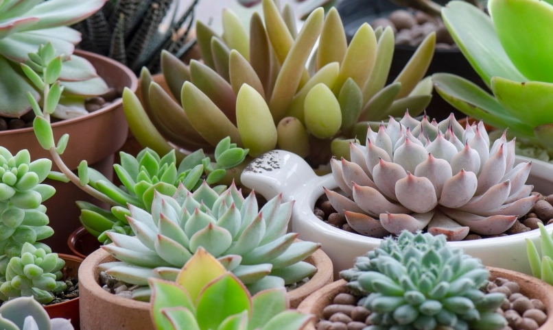 多肉植物照顧