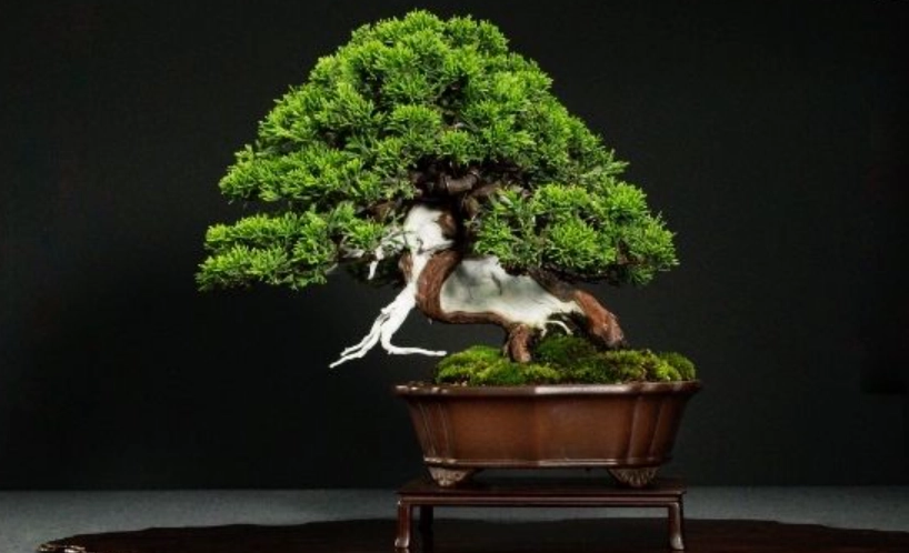 柏樹盆栽修剪 柏樹盆栽修剪