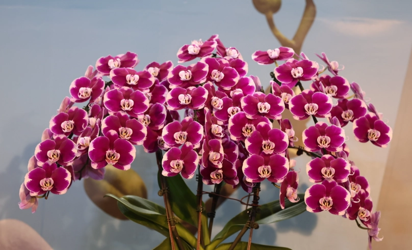 蝴蝶蘭名稱 蝴蝶蘭名稱