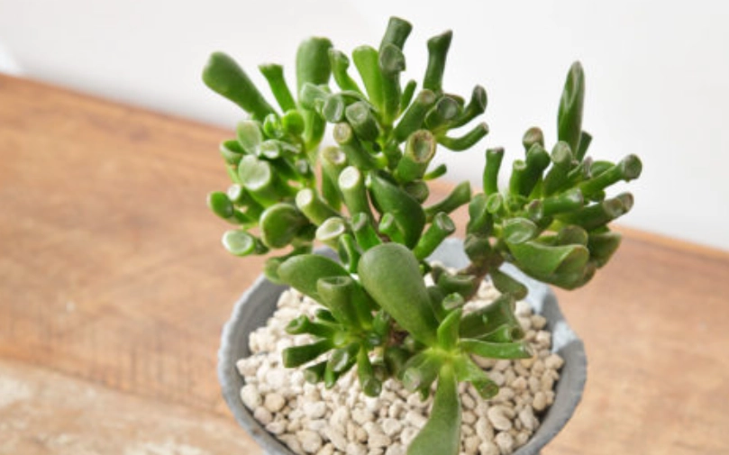 景天科景天屬 種類 景天科景天屬 種類