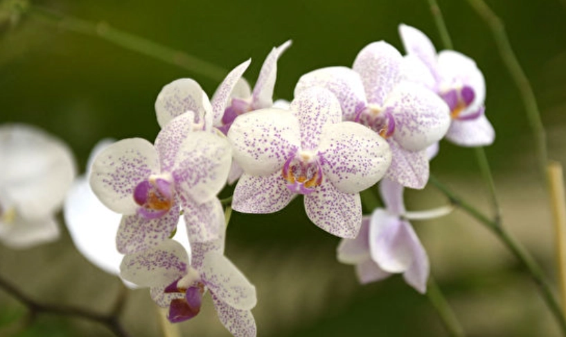 兰花开花期浇水