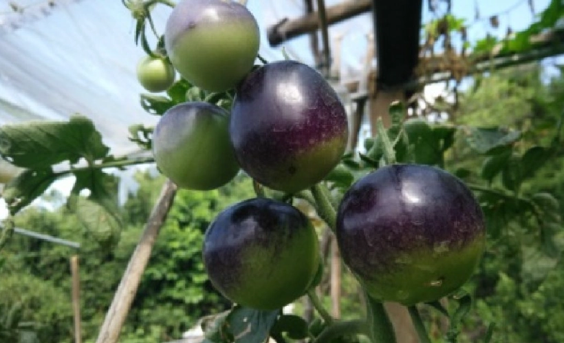 黑柿番茄 黑柿番茄