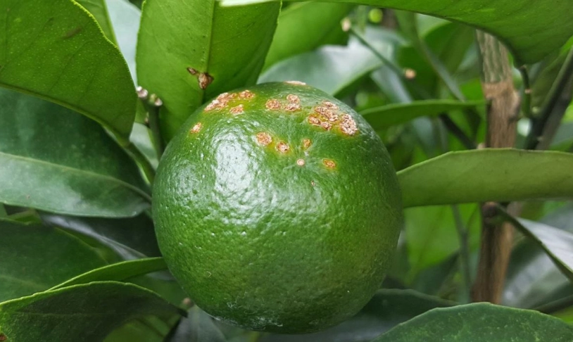 柑橘沙皮病用藥