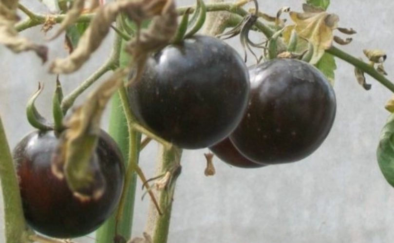 黑柿番茄盆栽種植 黑柿番茄盆栽種植