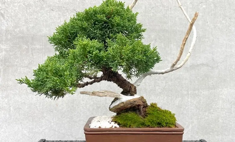 柏樹盆栽修剪 柏樹盆栽修剪