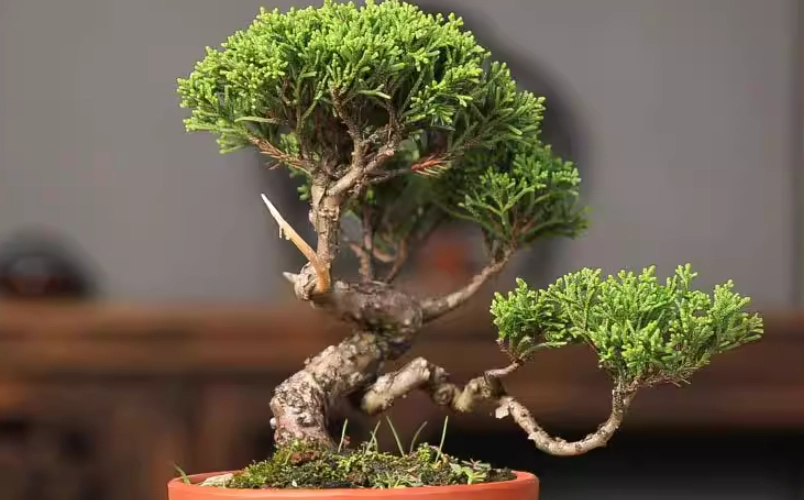 柏樹盆栽枯葉 柏樹盆栽枯葉