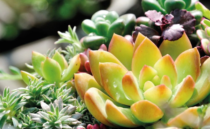 多肉植物品種指南：新手入門到照顧秘訣一次掌握