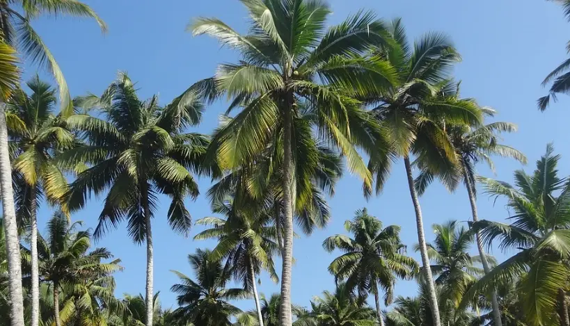 椰子樹種植 椰子樹種植