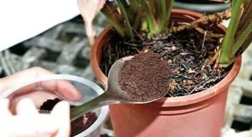 桂花咖啡渣用法